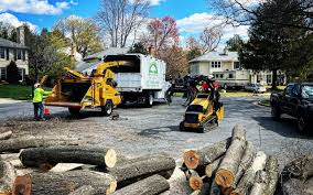 Best Tree and Shrub Care  in West Reading, PA