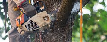 Best Fruit Tree Pruning  in West Reading, PA