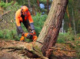 Tree and Shrub Care in West Reading, PA