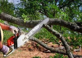 Why Choose Our Tree Removal Services in West Reading, PA?