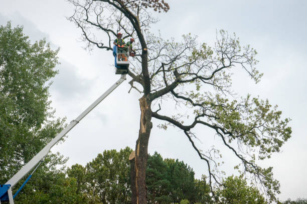 West Reading, PA  Tree Services Company