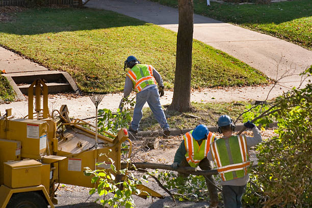 Best Lawn Disease Treatment  in West Reading, PA