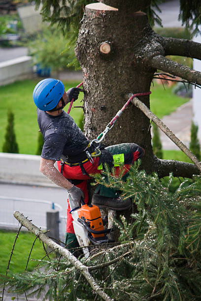 Best Lawn Grading and Leveling  in West Reading, PA