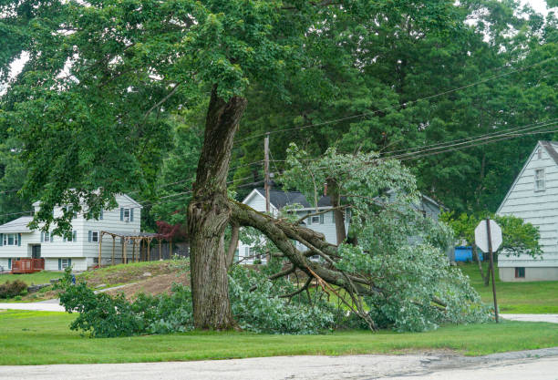 Best Tree Removal Service  in West Reading, PA