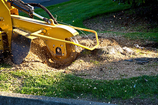 Best Hedge Trimming  in West Reading, PA