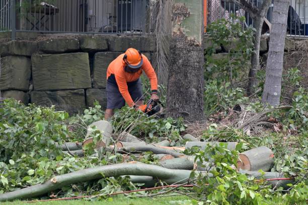 Best Firewood Processing and Delivery  in West Reading, PA