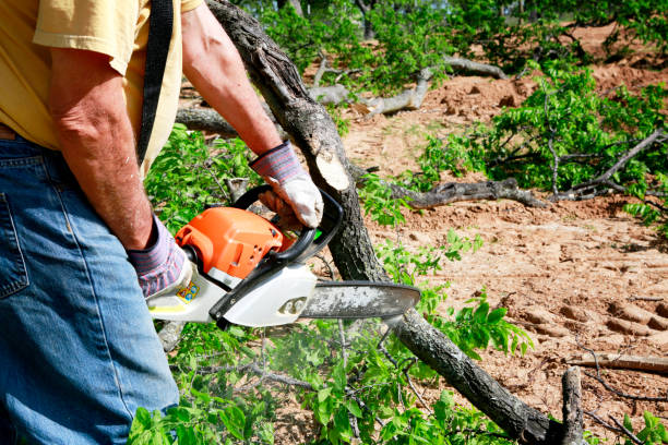 Best Tree Mulching Services  in West Reading, PA